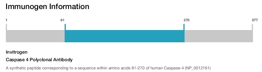 Caspase 4 Polyclonal Antibody