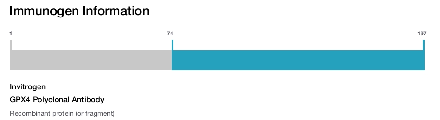 GPX4 Polyclonal Antibody