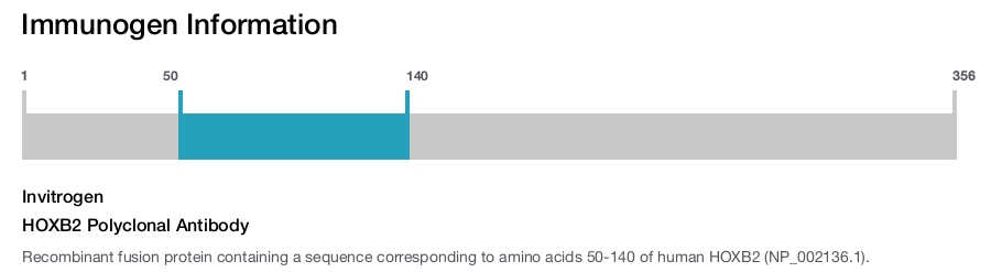 HOXB2 Polyclonal Antibody