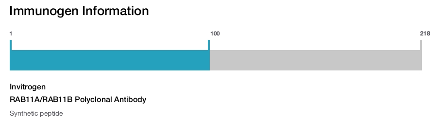 RAB11A/RAB11B Polyclonal Antibody