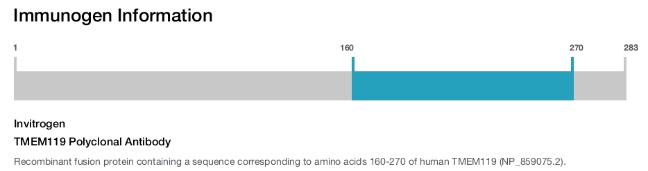 TMEM119 Polyclonal Antibody