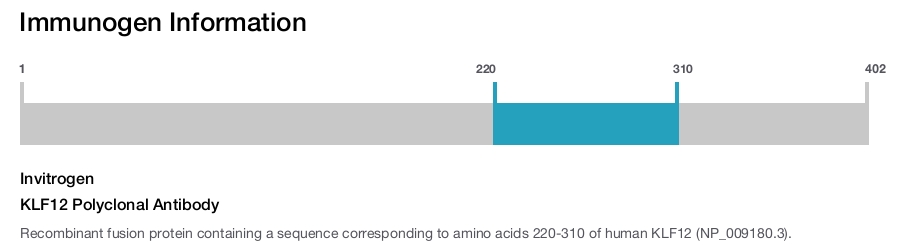 KLF12 Polyclonal Antibody