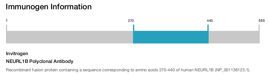 NEURL1B Polyclonal Antibody