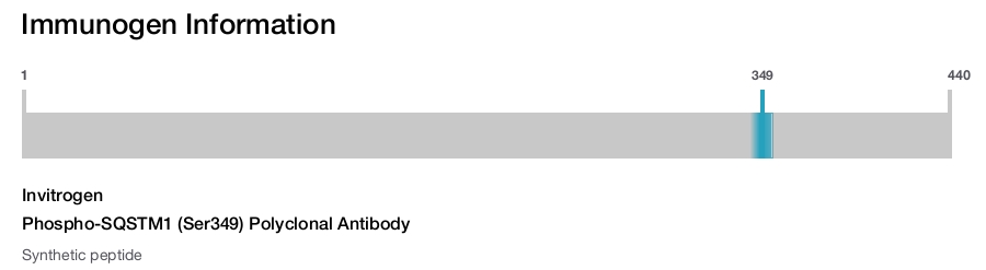 Phospho-SQSTM1 (Ser349) Polyclonal Antibody