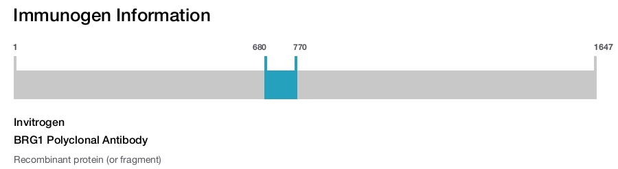 BRG1 Polyclonal Antibody