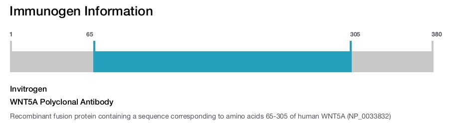 WNT5A Polyclonal Antibody