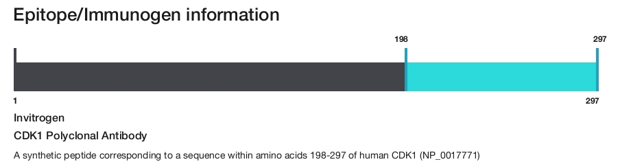 CDK1 Polyclonal Antibody