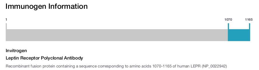 Leptin Receptor Polyclonal Antibody