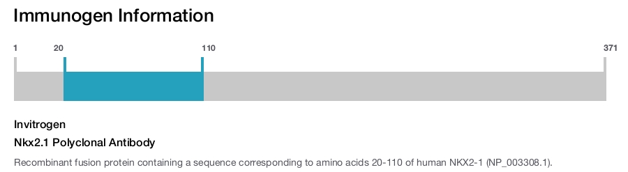 Nkx2.1 Polyclonal Antibody