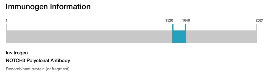NOTCH3 Polyclonal Antibody