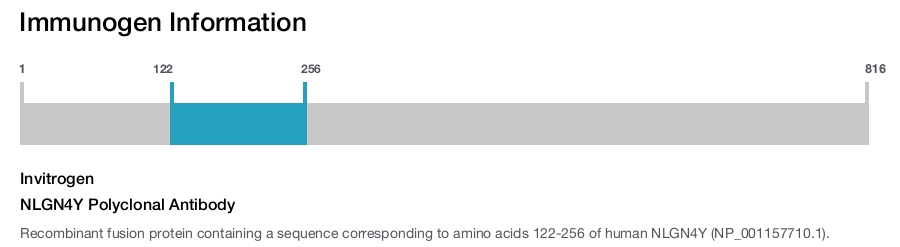 NLGN4Y Polyclonal Antibody