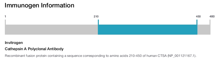 Cathepsin A Polyclonal Antibody