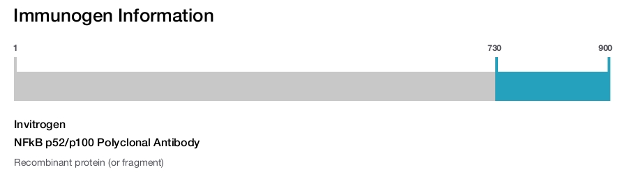 NFkB p52/p100 Polyclonal Antibody