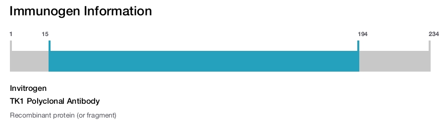 TK1 Polyclonal Antibody