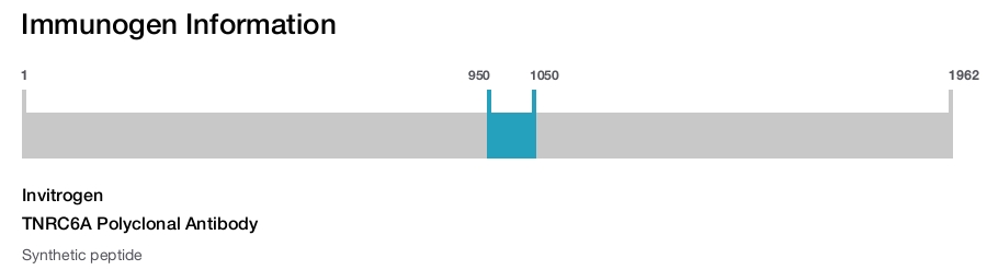 TNRC6A Polyclonal Antibody