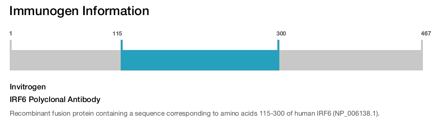 IRF6 Polyclonal Antibody