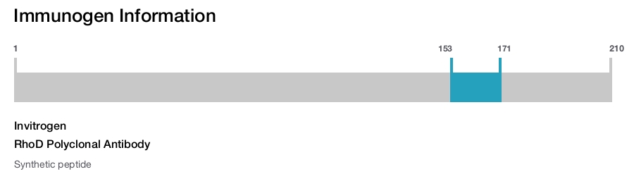 RhoD Polyclonal Antibody