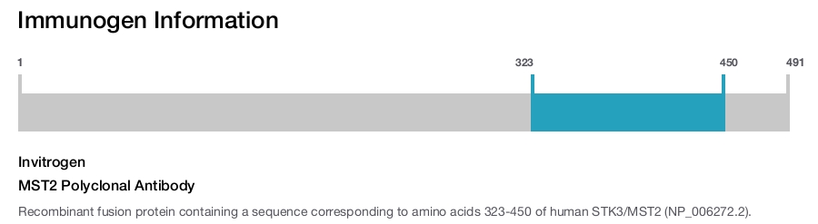 MST2 Polyclonal Antibody