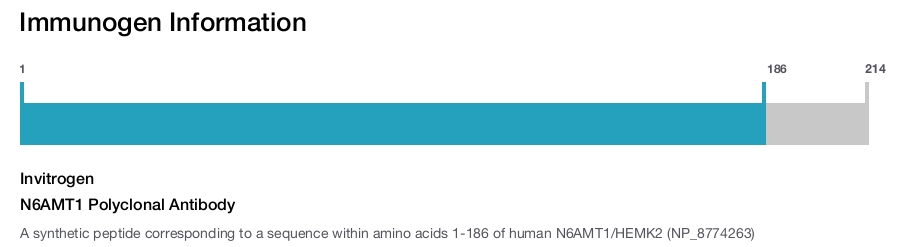 N6AMT1 Polyclonal Antibody