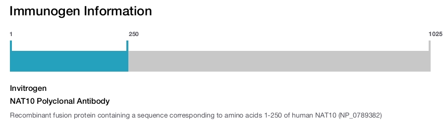 NAT10 Polyclonal Antibody