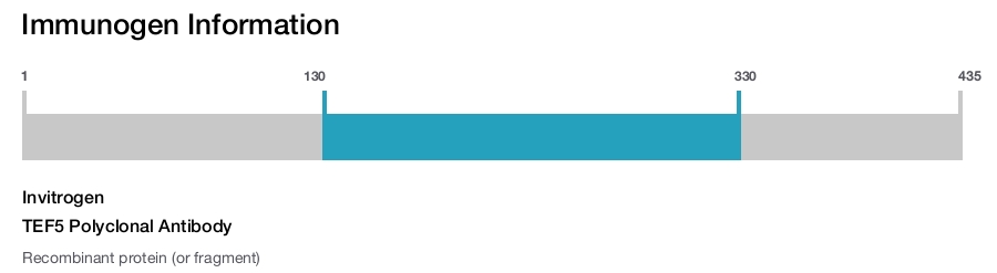 TEF5 Polyclonal Antibody