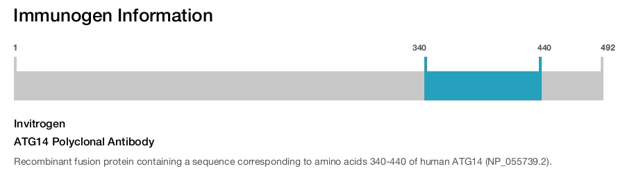 ATG14 Polyclonal Antibody