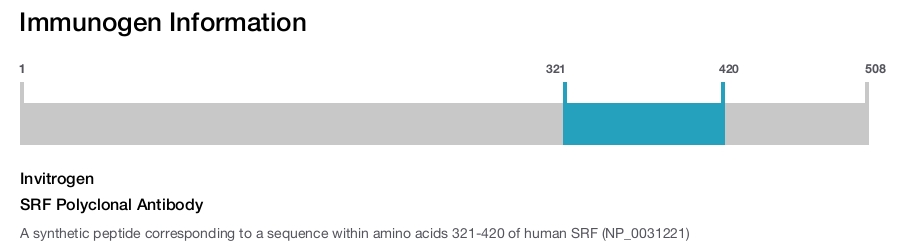 SRF Polyclonal Antibody