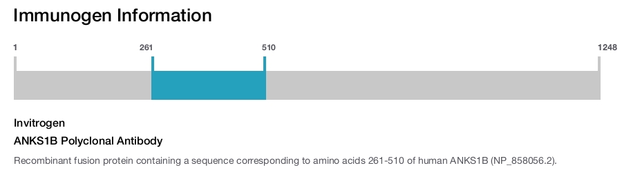 ANKS1B Polyclonal Antibody