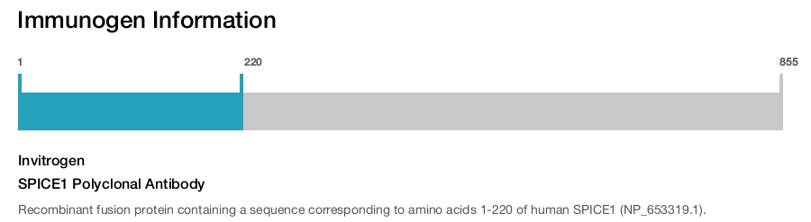 SPICE1 Polyclonal Antibody