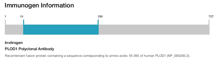 PLOD1 Polyclonal Antibody