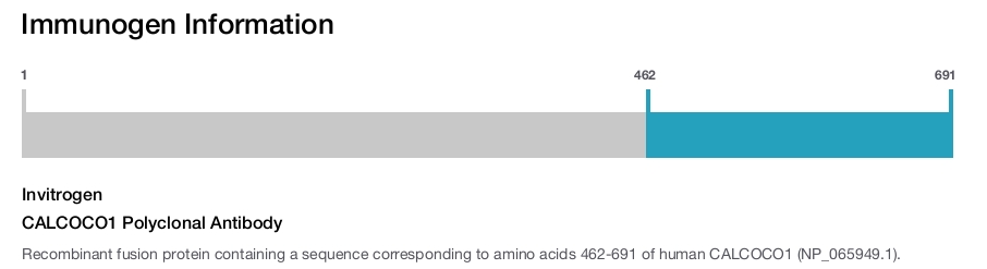 CALCOCO1 Polyclonal Antibody