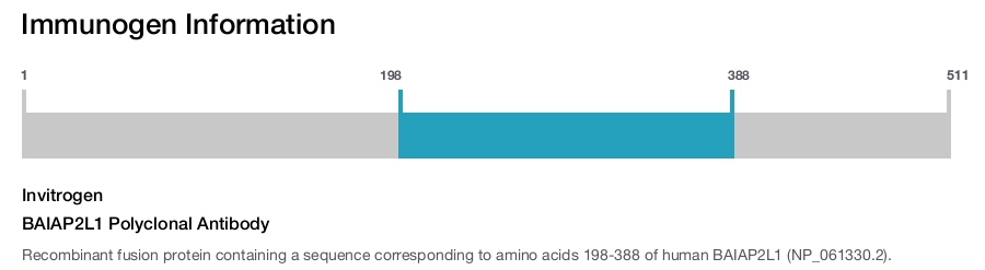 BAIAP2L1 Polyclonal Antibody
