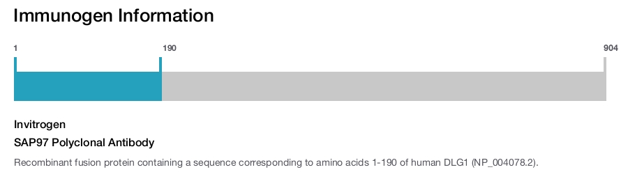 SAP97 Polyclonal Antibody