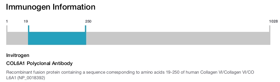 COL6A1 Polyclonal Antibody