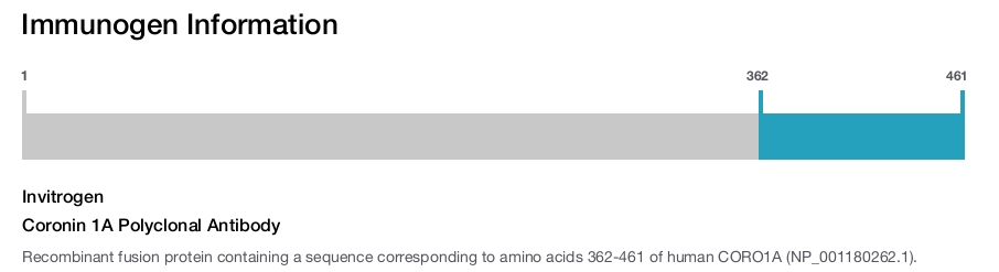 Coronin 1A Polyclonal Antibody