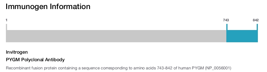 PYGM Polyclonal Antibody