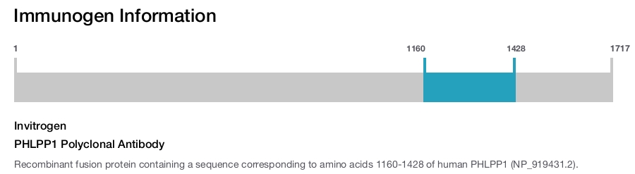 PHLPP1 Polyclonal Antibody