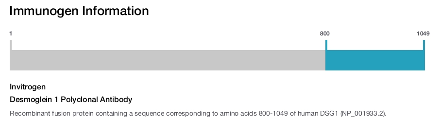 Desmoglein 1 Polyclonal Antibody