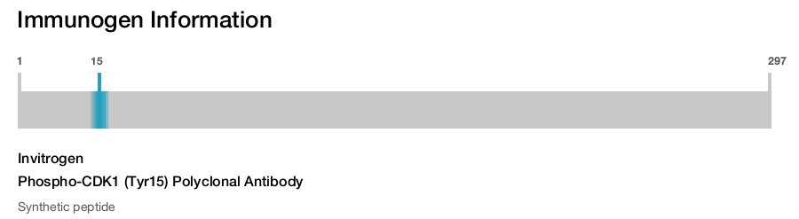 Phospho-CDK1 (Tyr15) Polyclonal Antibody
