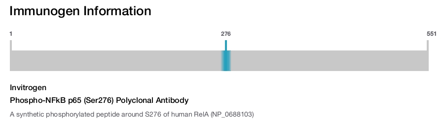 Phospho-NFkB p65 (Ser276) Polyclonal Antibody