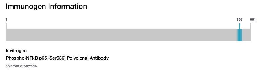 Phospho-NFkB p65 (Ser536) Polyclonal Antibody