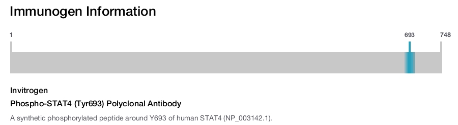 Phospho-STAT4 (Tyr693) Polyclonal Antibody