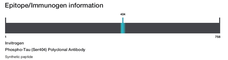Phospho-Tau (Ser404) Polyclonal Antibody