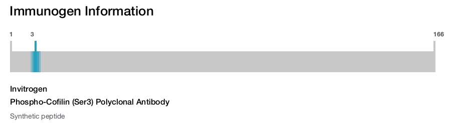 Phospho-Cofilin (Ser3) Polyclonal Antibody