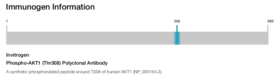 Phospho-AKT1 (Thr308) Polyclonal Antibody