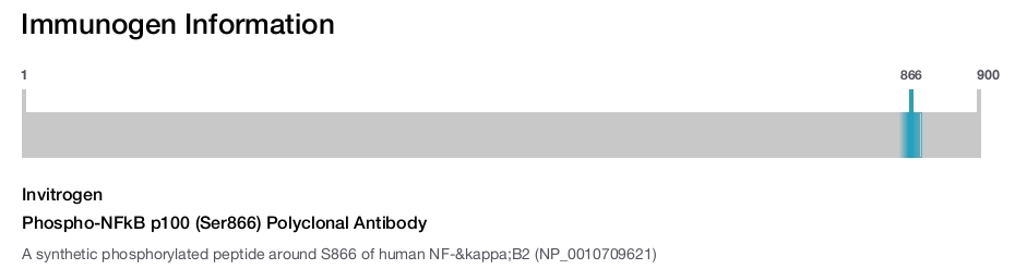 Phospho-NFkB p100 (Ser866) Polyclonal Antibody