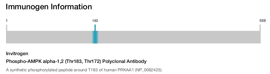 Phospho-AMPK alpha-1,2 (Thr183, Thr172) Polyclonal Antibody