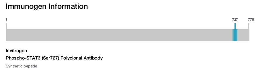Phospho-STAT3 (Ser727) Polyclonal Antibody