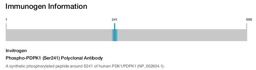 Phospho-PDPK1 (Ser241) Polyclonal Antibody