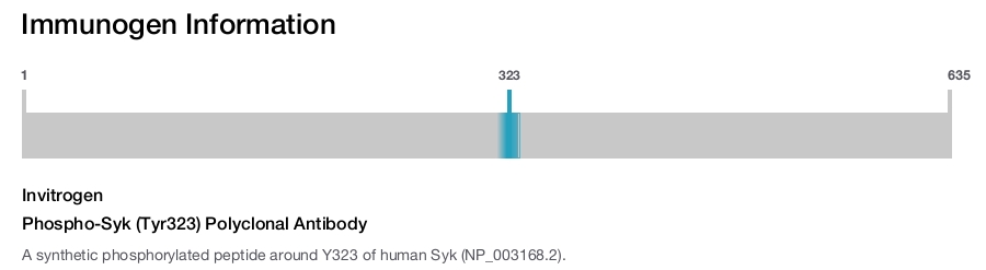 Phospho-Syk (Tyr323) Polyclonal Antibody